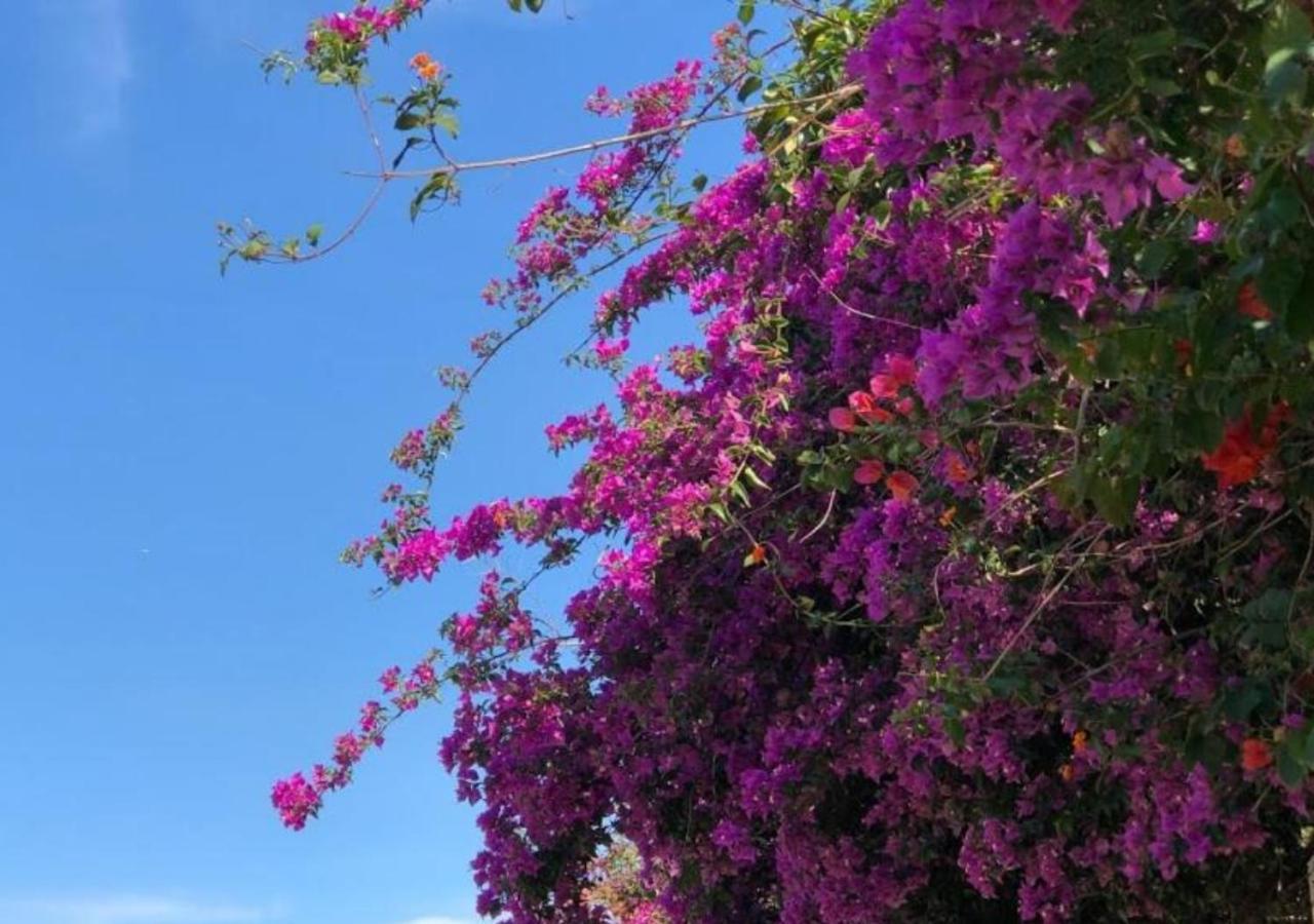 Pousada Halliny Do Rosa Praia do Rosa Exteriör bild